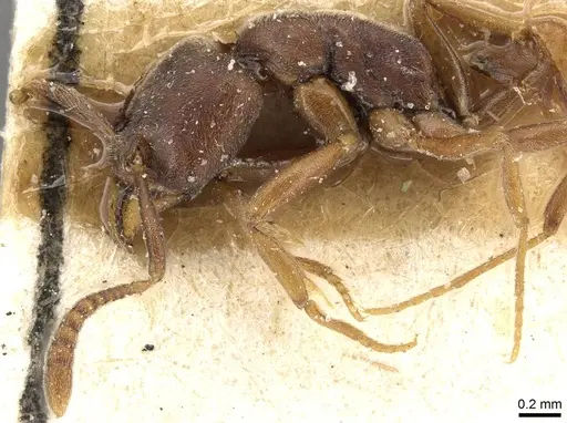 Hypoponera opaciceps specimen CASENT0915491 image casent0915491_3