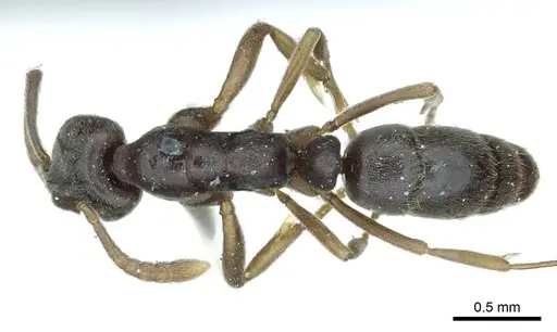 Hypoponera opaciceps specimen CASENT0915870 image casent0915870_1