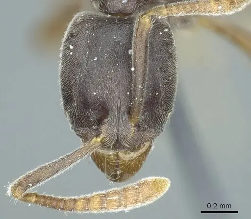 Hypoponera opaciceps specimen CASENT0915870 image casent0915870_2