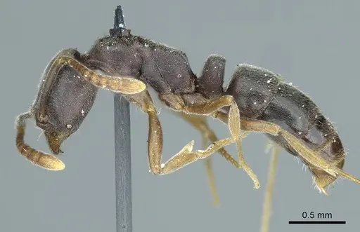 Hypoponera opaciceps specimen CASENT0915870 image casent0915870_3