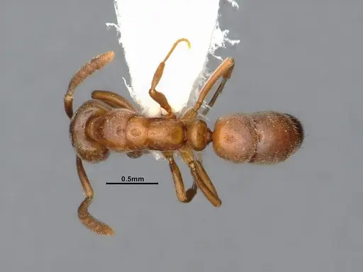 Hypoponera opaciceps specimen CASENT4031435 image casent4031435_1