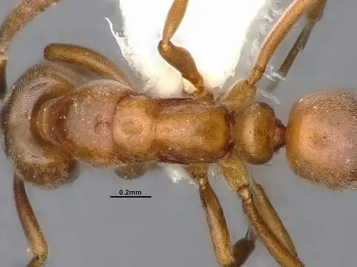 Hypoponera opaciceps specimen CASENT4031435 image casent4031435_2
