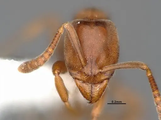 Hypoponera opaciceps specimen CASENT4031435 image casent4031435_3
