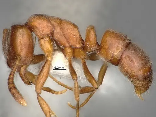 Hypoponera opaciceps specimen CASENT4031435 image casent4031435_4
