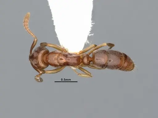 Hypoponera opaciceps specimen CASENT4031634 image casent4031634_1