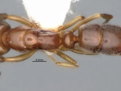 Hypoponera opaciceps specimen CASENT4031634 image casent4031634_2