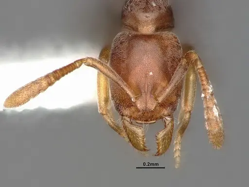 Hypoponera opaciceps specimen CASENT4031634 image casent4031634_3