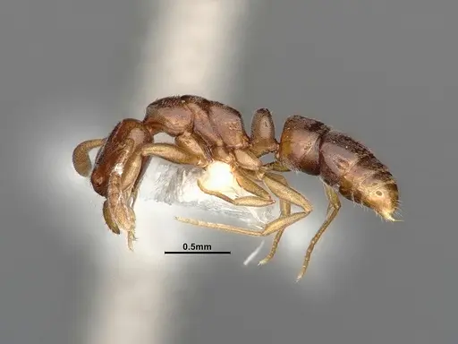 Hypoponera opaciceps specimen CASENT4031634 image casent4031634_4