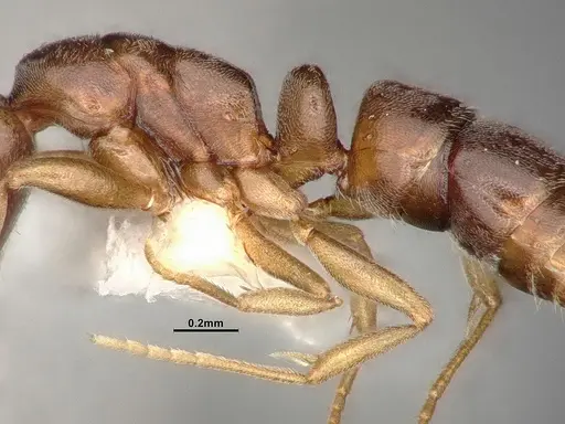 Hypoponera opaciceps specimen CASENT4031634 image casent4031634_5