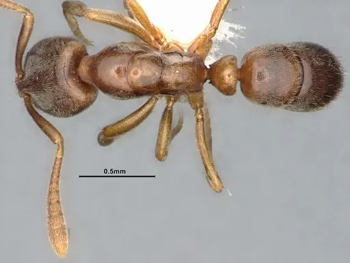 Hypoponera opaciceps specimen CASENT4031635 image casent4031635_1