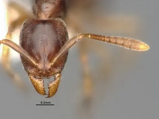 Hypoponera opaciceps specimen CASENT4031635 image casent4031635_2