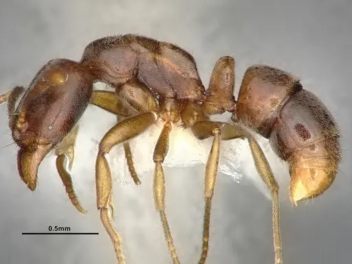 Hypoponera opaciceps specimen CASENT4031635 image casent4031635_3