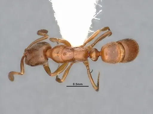 Hypoponera opaciceps specimen CASENT4032218 image casent4032218_1