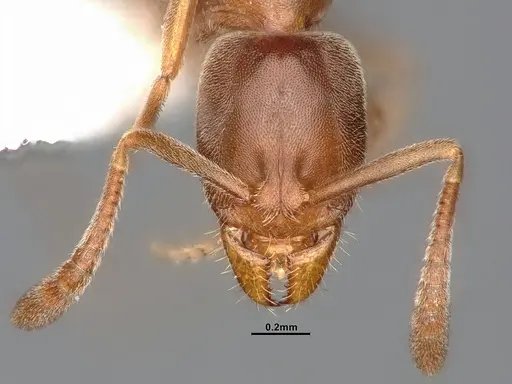 Hypoponera opaciceps specimen CASENT4032218 image casent4032218_2