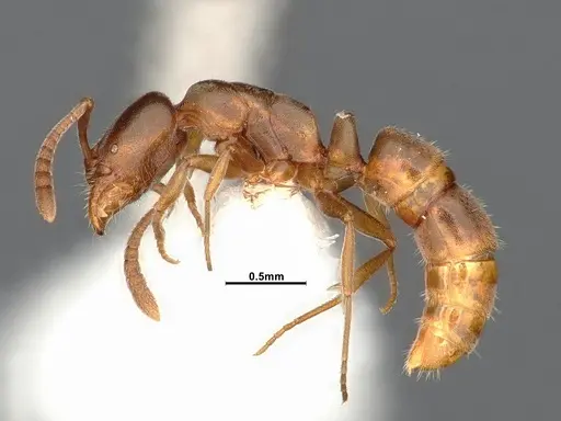 Hypoponera opaciceps specimen CASENT4032218 image casent4032218_3