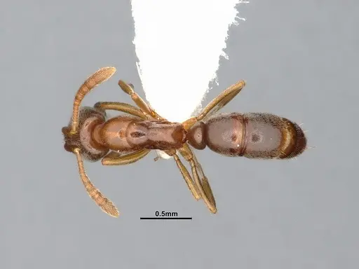Hypoponera opaciceps specimen CASENT4032219 image casent4032219_1