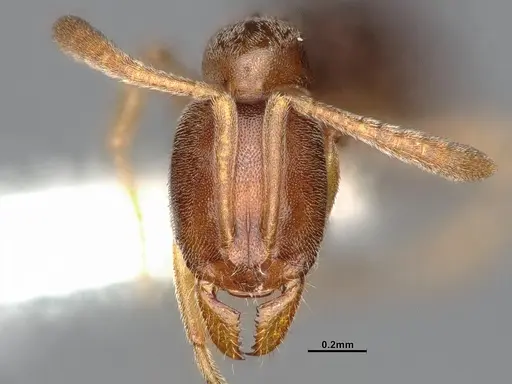 Hypoponera opaciceps specimen CASENT4032219 image casent4032219_2