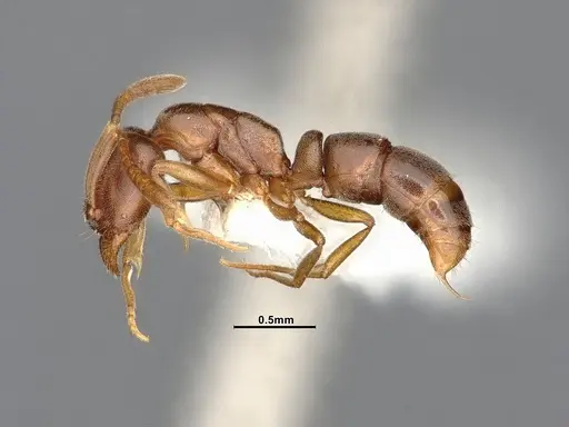 Hypoponera opaciceps specimen CASENT4032219 image casent4032219_3