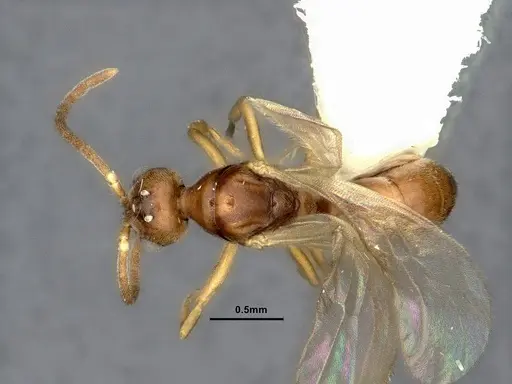 Hypoponera opaciceps specimen CASENT4032672 image casent4032672_1
