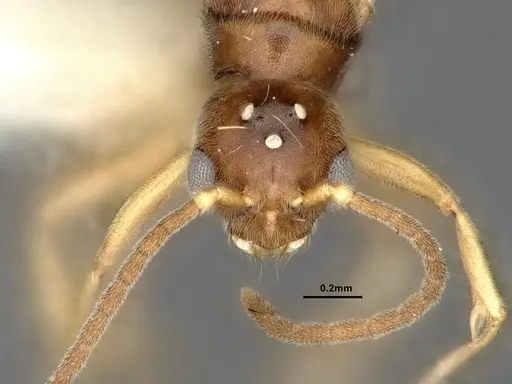 Hypoponera opaciceps specimen CASENT4032672 image casent4032672_2