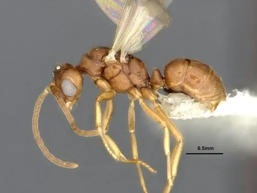Hypoponera opaciceps specimen CASENT4032672 image casent4032672_3