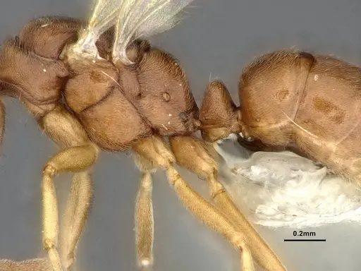 Hypoponera opaciceps specimen CASENT4032672 image casent4032672_4