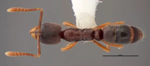 Hypoponera opaciceps specimen FMNHINS0000088659 image fmnhins0000088659_1