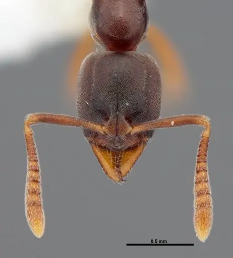 Hypoponera opaciceps specimen FMNHINS0000088659 image fmnhins0000088659_2