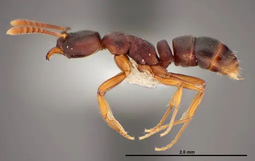 Hypoponera opaciceps specimen FMNHINS0000088659 image fmnhins0000088659_3