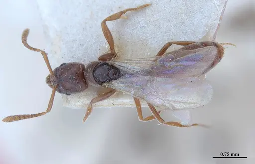 Hypoponera opaciceps specimen MHNGENTO00094328 image mhngento00094328_1