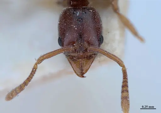 Hypoponera opaciceps specimen MHNGENTO00094328 image mhngento00094328_2