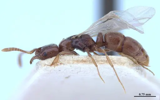 Hypoponera opaciceps specimen MHNGENTO00094328 image mhngento00094328_3