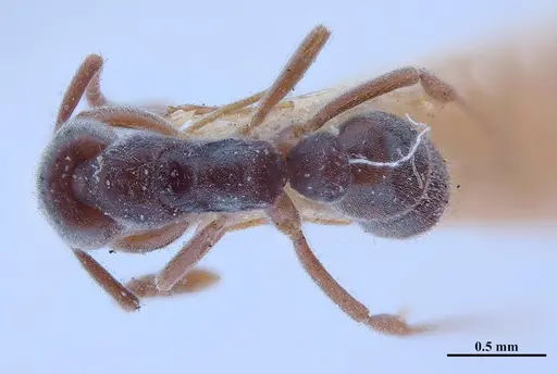Hypoponera opaciceps specimen MHNGENTO00094330 image mhngento00094330_1