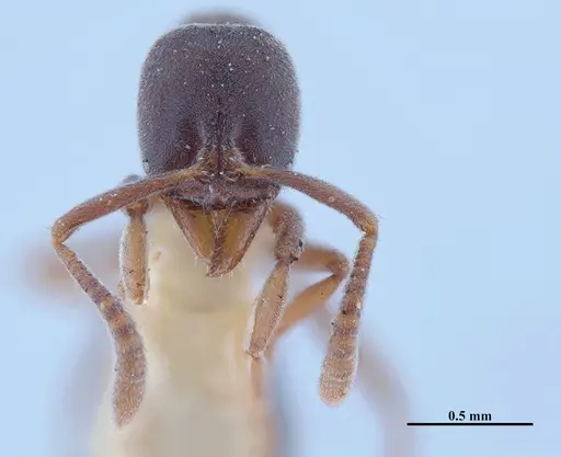 Hypoponera opaciceps specimen MHNGENTO00094330 image mhngento00094330_2