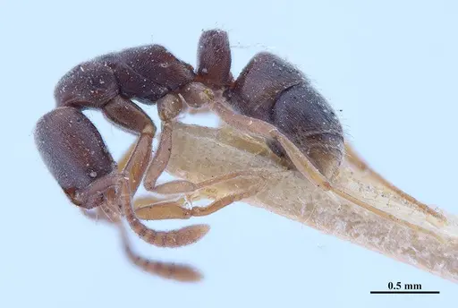 Hypoponera opaciceps specimen MHNGENTO00094330 image mhngento00094330_3