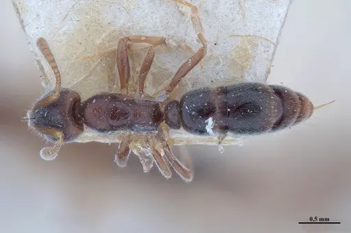 Hypoponera opaciceps specimen MHNGENTO00094331 image mhngento00094331_1