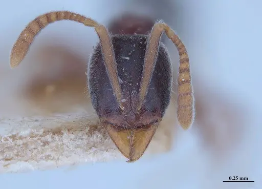 Hypoponera opaciceps specimen MHNGENTO00094331 image mhngento00094331_2