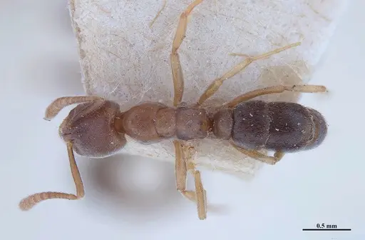 Hypoponera opaciceps specimen MHNGENTO00094333 image mhngento00094333_1