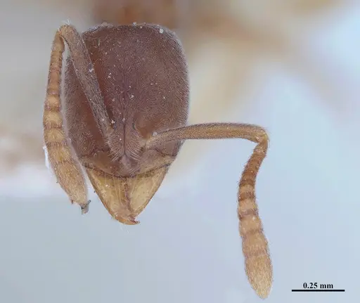 Hypoponera opaciceps specimen MHNGENTO00094333 image mhngento00094333_2