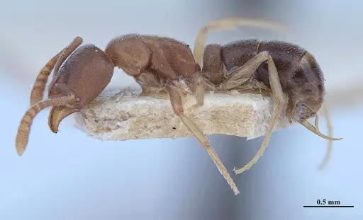 Hypoponera opaciceps specimen MHNGENTO00094333 image mhngento00094333_3