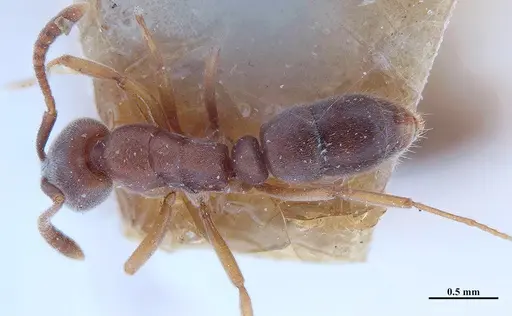 Hypoponera opaciceps specimen MHNGENTO00094334 image mhngento00094334_1