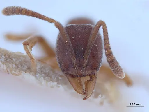 Hypoponera opaciceps specimen MHNGENTO00094334 image mhngento00094334_2