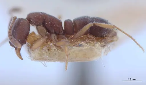 Hypoponera opaciceps specimen MHNGENTO00094334 image mhngento00094334_3