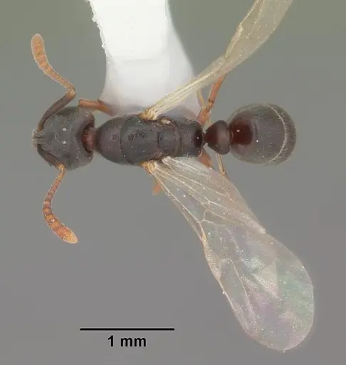 Hypoponera opacior specimen CASENT0103950 image casent0103950_2