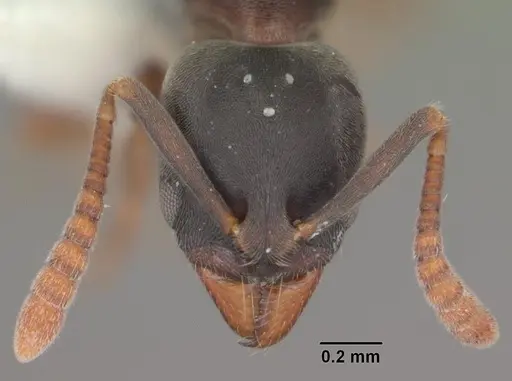 Hypoponera opacior specimen CASENT0103950 image casent0103950_3