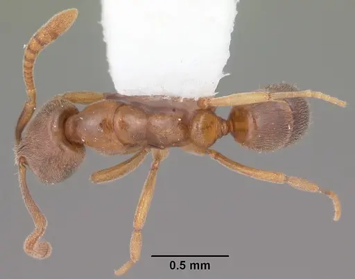 Hypoponera opacior specimen CASENT0103966 image casent0103966_1