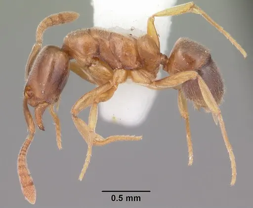 Hypoponera opacior specimen CASENT0103966 image casent0103966_3