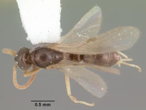 Hypoponera opacior specimen CASENT0103967 image casent0103967_1