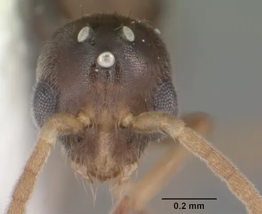 Hypoponera opacior specimen CASENT0103967 image casent0103967_2