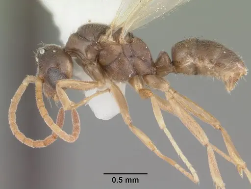Hypoponera opacior specimen CASENT0103967 image casent0103967_3